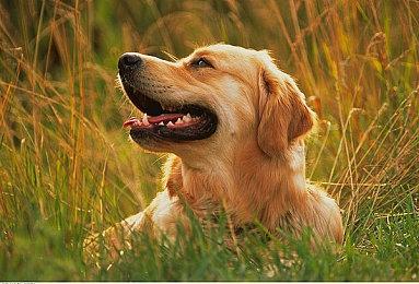 胖布丁新作《迷失岛4》现已上线，蒸汽平台首周9折特惠